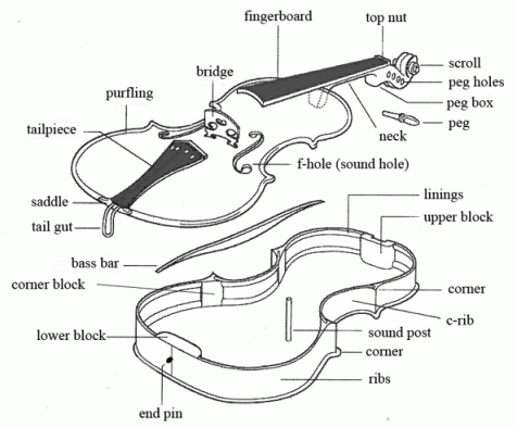 Drawing showing tuning peg of a violin.
